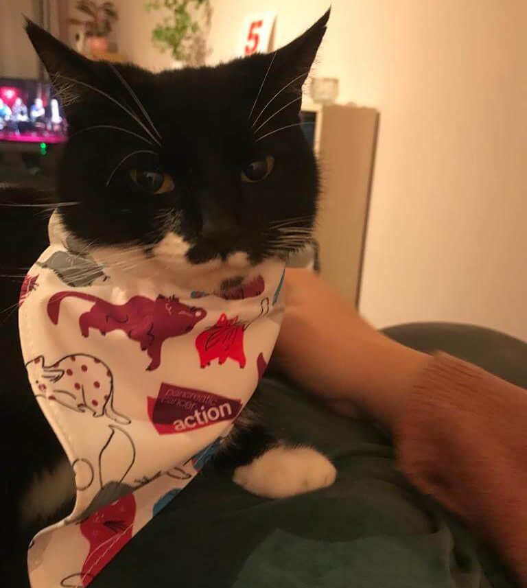 Cat Bandana