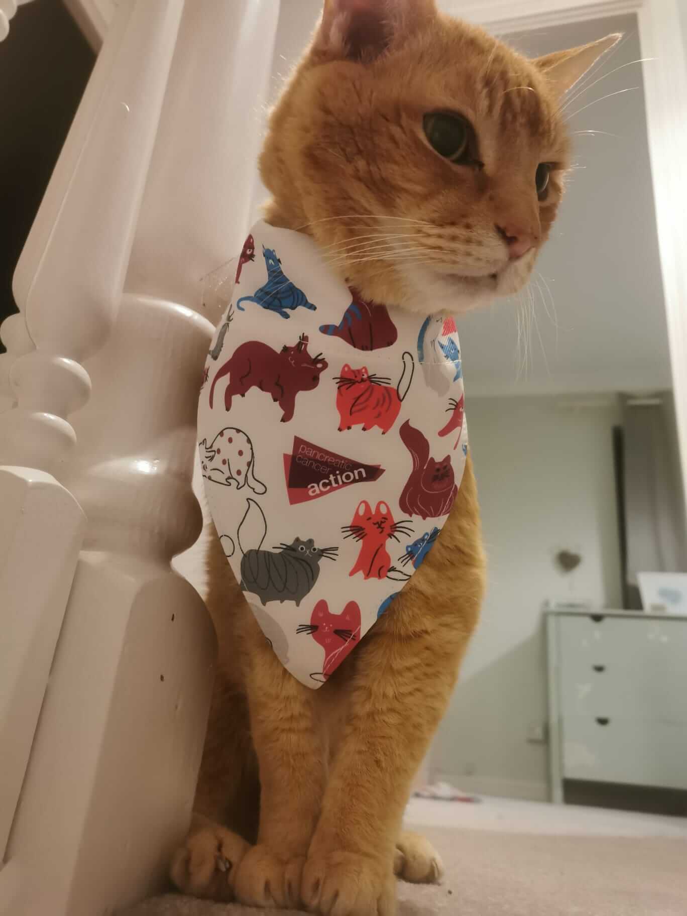 Cat Bandana