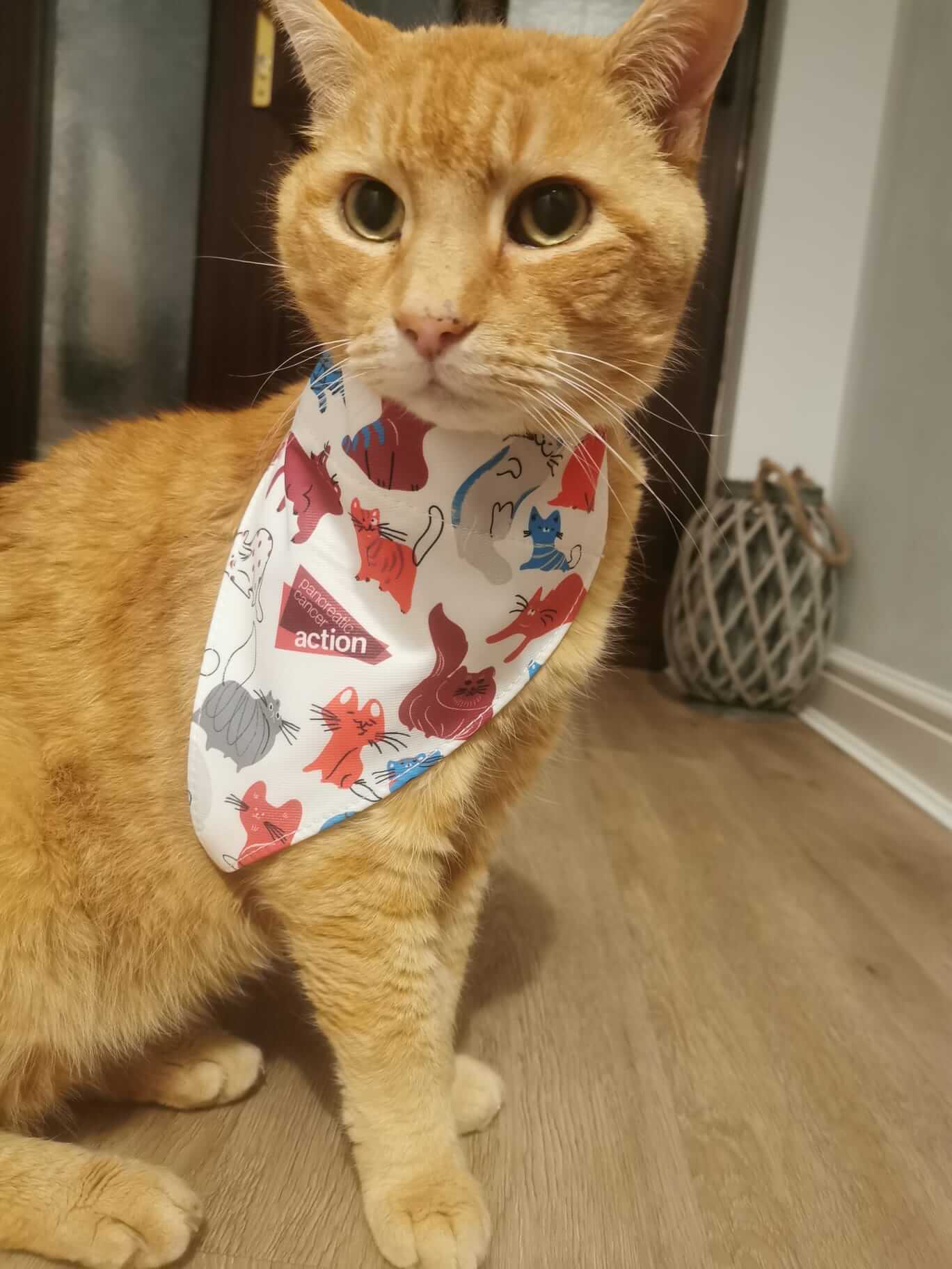 Cat Bandana