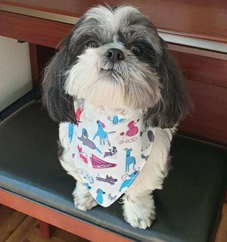 Dog Bandana