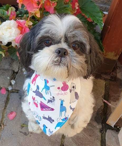 Dog Bandana
