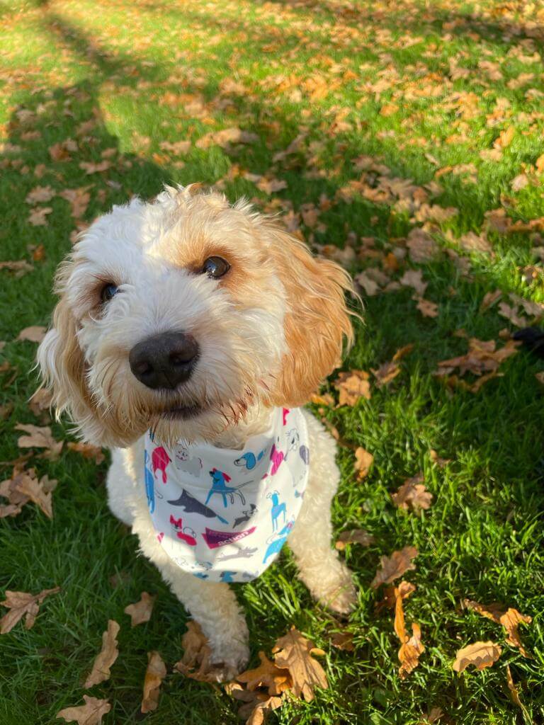 Dog Bandana