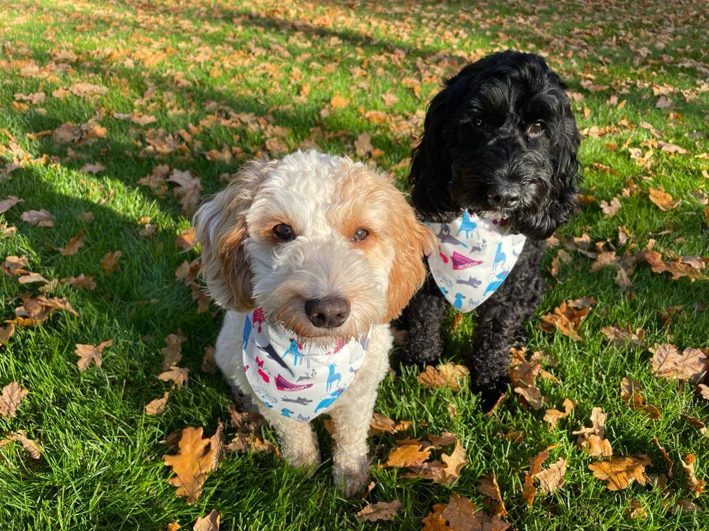 Dog Bandana