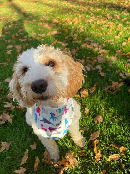 Dog Bandana